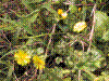 flower show2004 019.jpg
